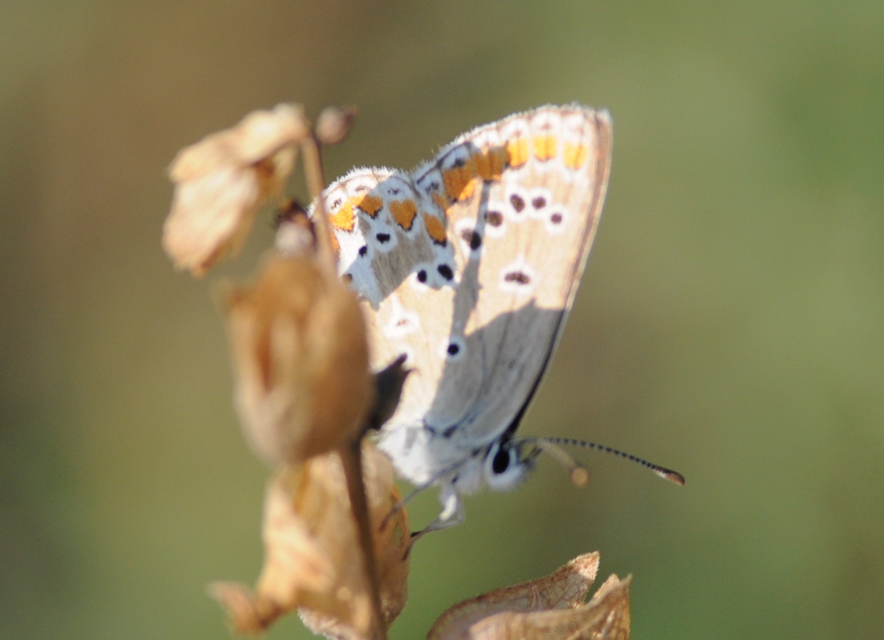 Aricia artaxerxes ??? Aricia sp., Lycaenidae